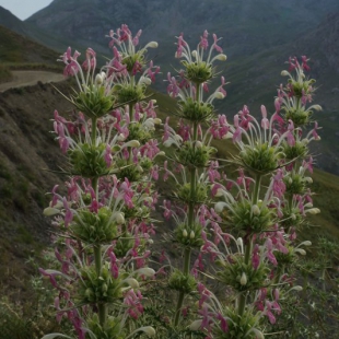 Morina persica